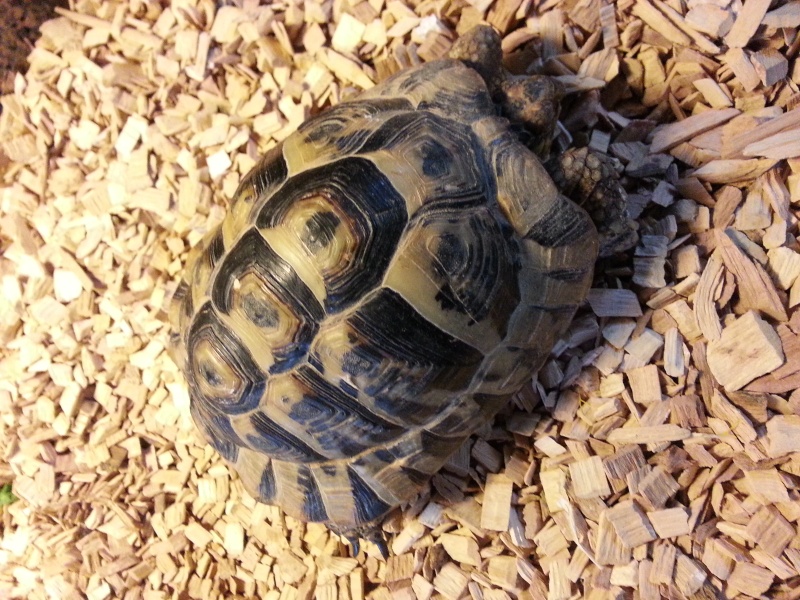 information sur les oeufs de ma tortue 20130418