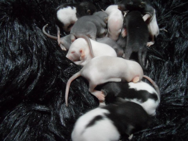 rats a adopter plus que 7 filles qui cherche une famille  55858810