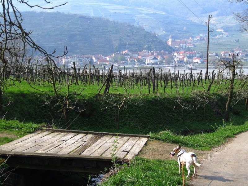 Tour: Mit Carla unterwegs im Dunkelsteiner Wald (Friedrichsfelsen, 725m + Rote Wand, 594m)  Friedr30