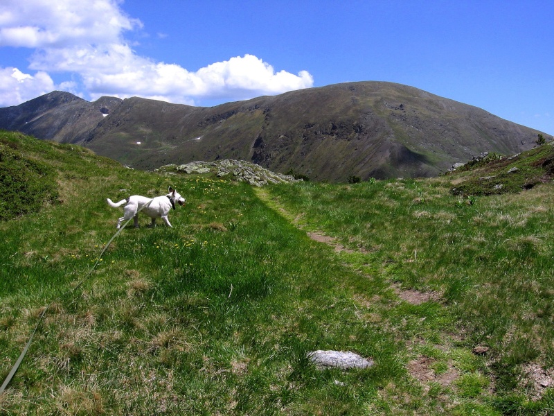 Tour: Wanderung mit Carla aufs Pfannock (2254m) Pfanno25