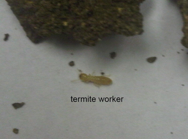 what do baby worms look like?