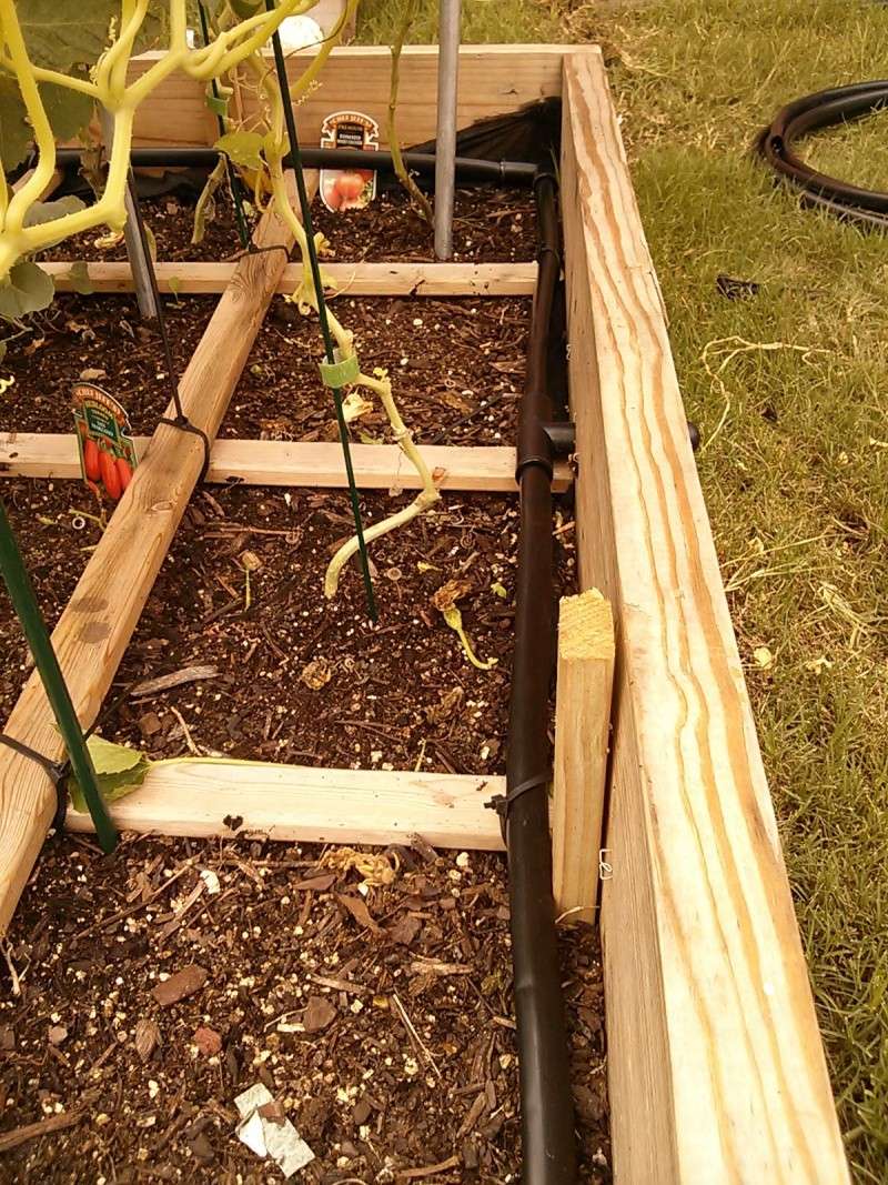 New Drip Irrigation System. Img_2030