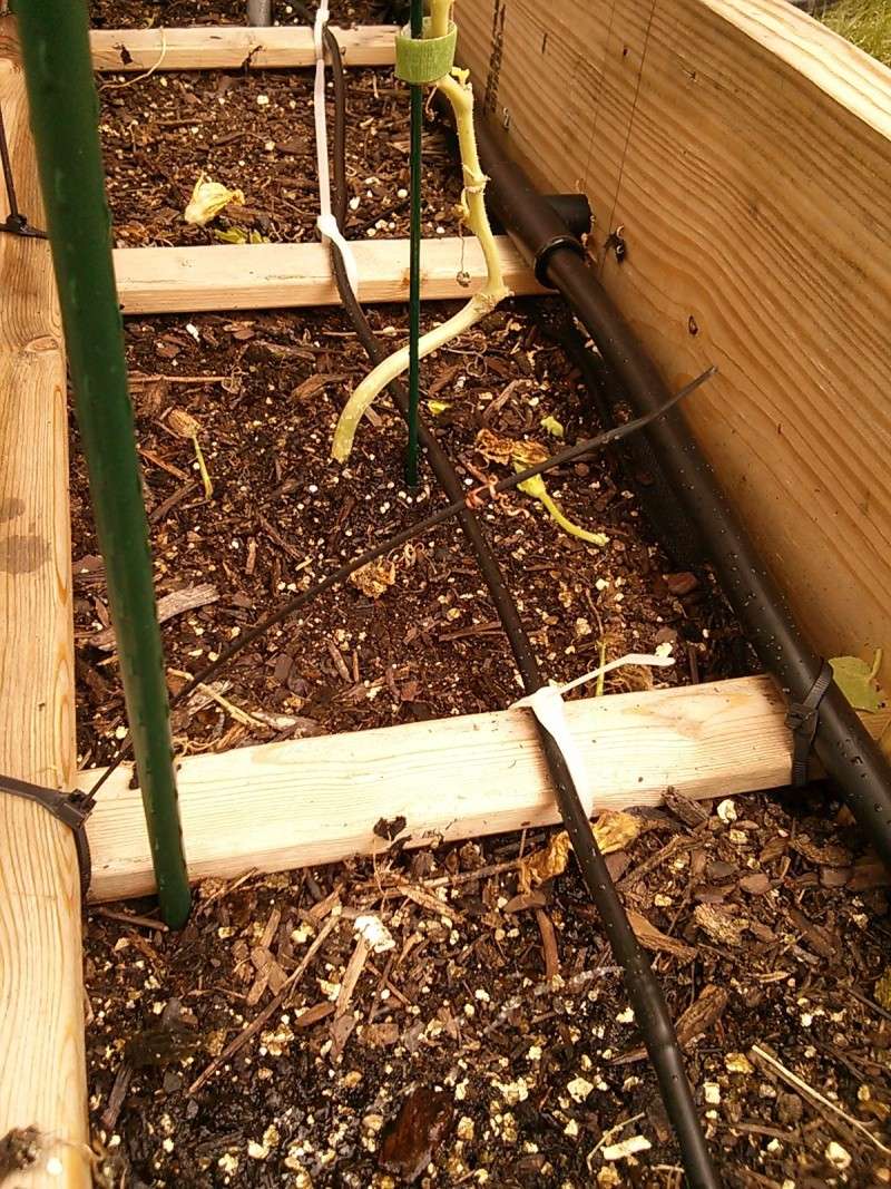 New Drip Irrigation System. Img_2033