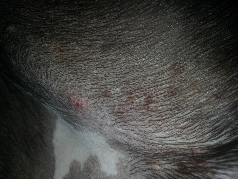 Petit boutons rouge 20130514