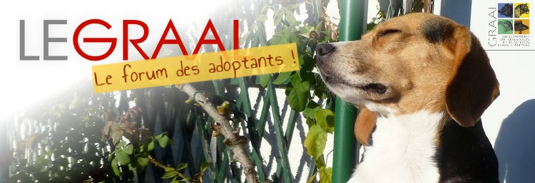 forum des adoptants GRAAL