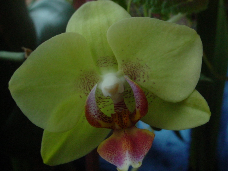 Orchideen 2011 - 2015 Teil 1 - Seite 35 Dsc00010