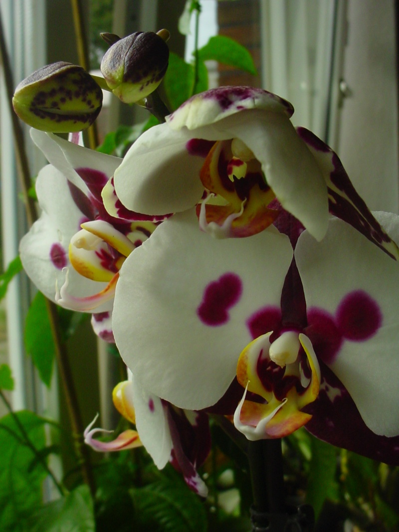 Orchideen 2011 - 2015 Teil 1 - Seite 35 Dsc00710