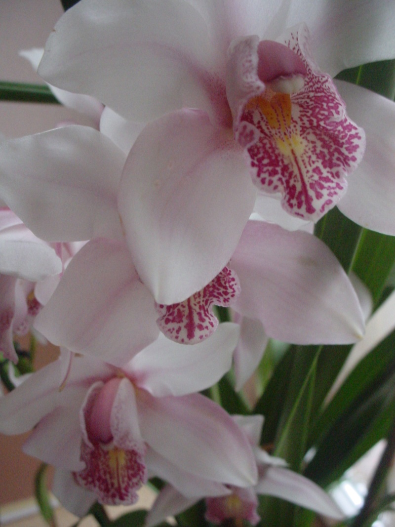 Orchideen 2011 - 2015 Teil 1 - Seite 35 Dsc00911