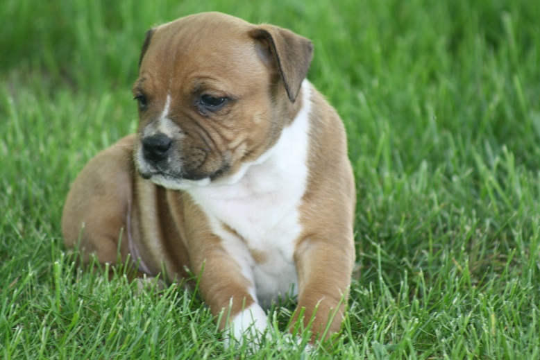 New staffy...picking him up in 1 week Rudy312
