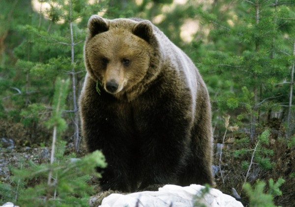 Des éleveurs menacent de tuer un ours 68265410