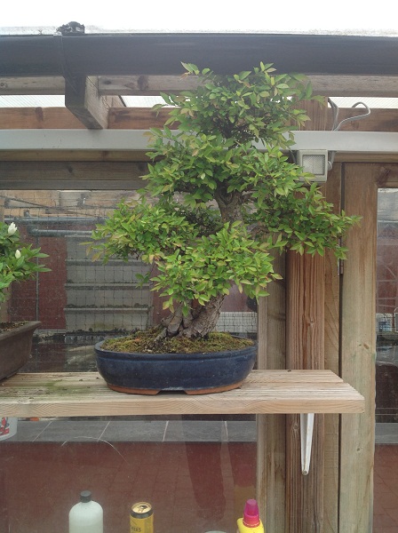 bonsai  tree Bonsai13