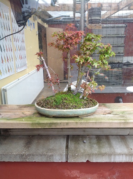 bonsai tree Bonsai15