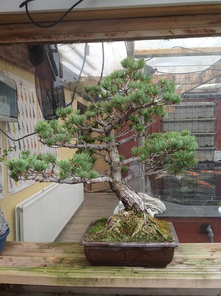 bonsai  tree Bonsai16