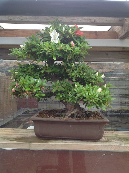 bonsai  tree Bonsai18