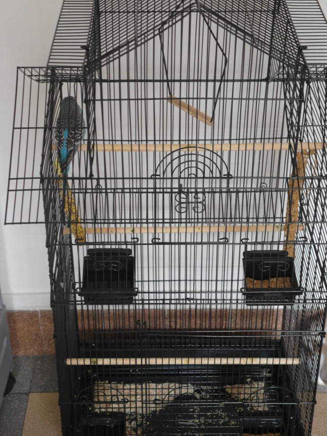 Nouvelle cage Sam_0316