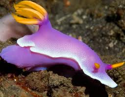 purple sea slug Purple10