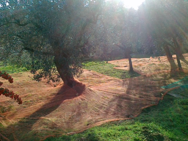 récolte olives, nostalgie 17112010