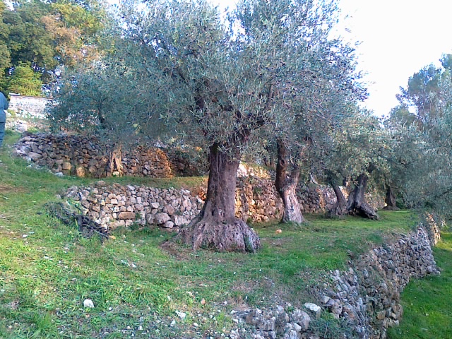 récolte olives, nostalgie 17112011