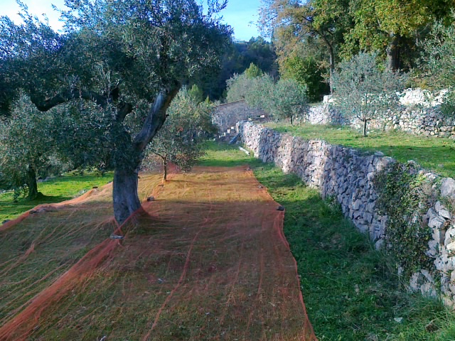 récolte olives, nostalgie 17112012