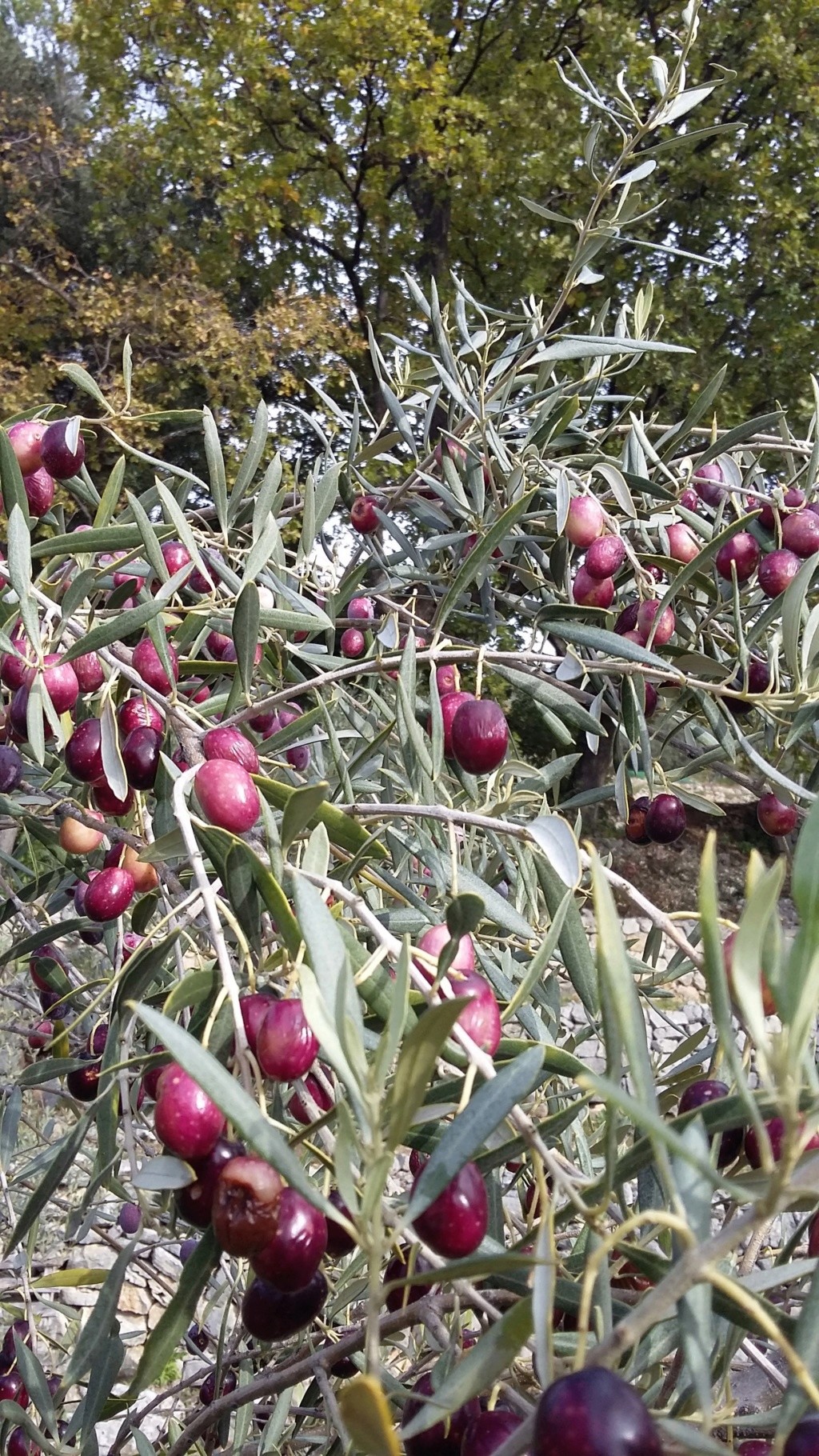 récolte olives, nostalgie 20151110