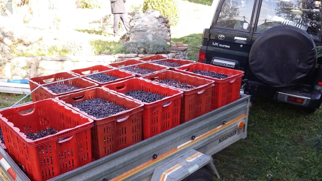 récolte olives, nostalgie 20151210