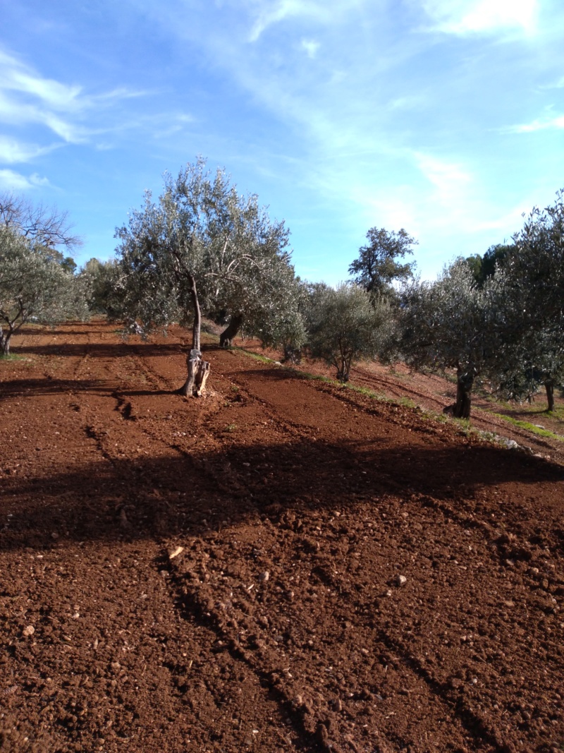 notre oliveraie . Images12