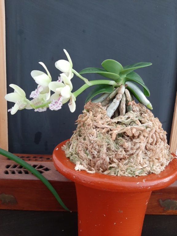 Phalaenopsis ( Sedirea ) japonica minmaru  20200426
