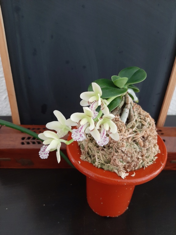 Phalaenopsis ( Sedirea ) japonica minmaru  20200428