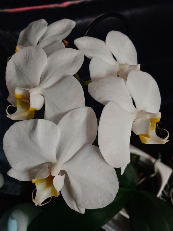 Phalaenopsis blanc.... . Et alors 20220213