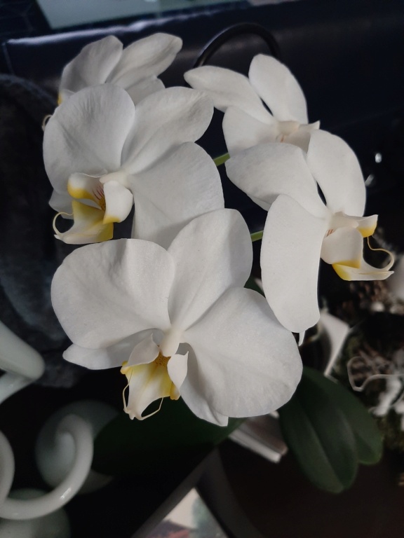 Phalaenopsis blanc.... . Et alors 20220215