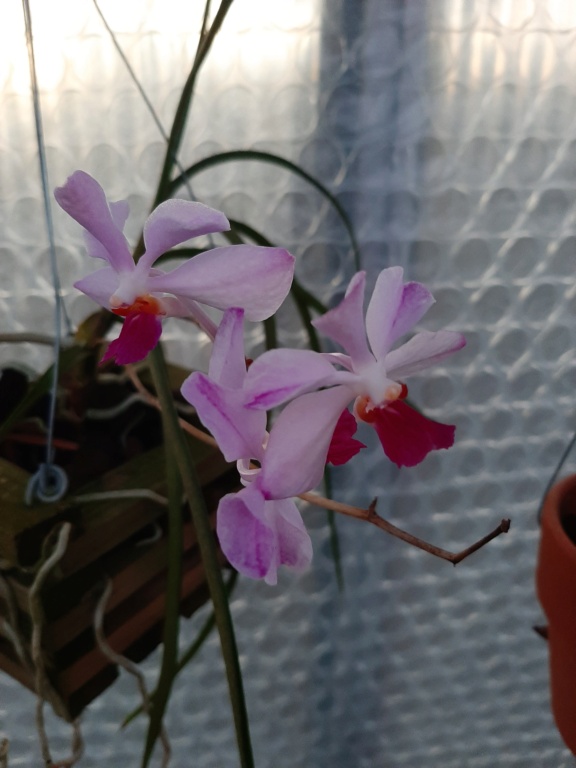 Holcoglossum kimballianum x Vanda coerulea 20220218