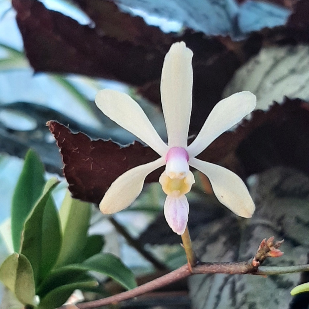 Neofinetia falcata Kibana X Phalaenopsis wilsonii  20220221