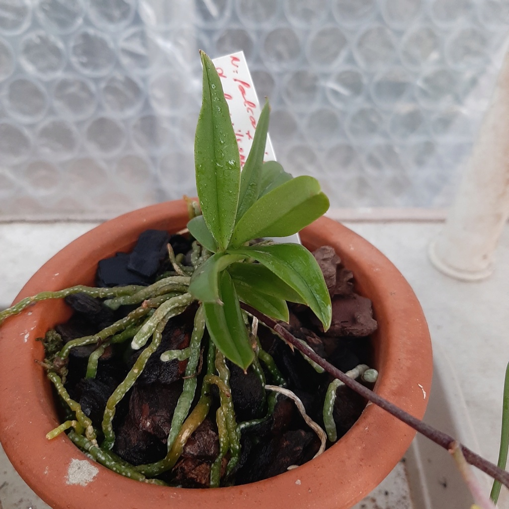 Neofinetia falcata Kibana X Phalaenopsis wilsonii  20220312