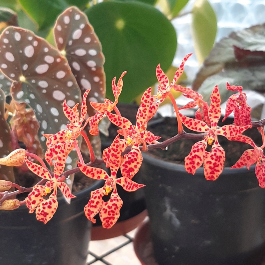 Renanthera monachica 20220510