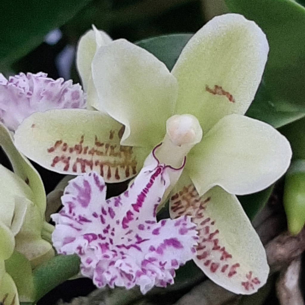 Phalaenopsis ( Sedirea ) japonica minmaru  20220515