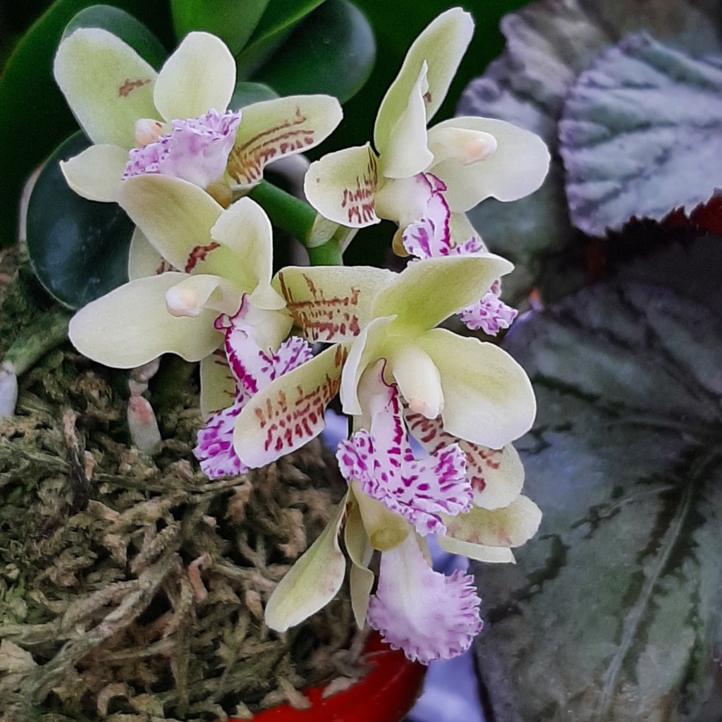 Phalaenopsis ( Sedirea ) japonica minmaru  20220516