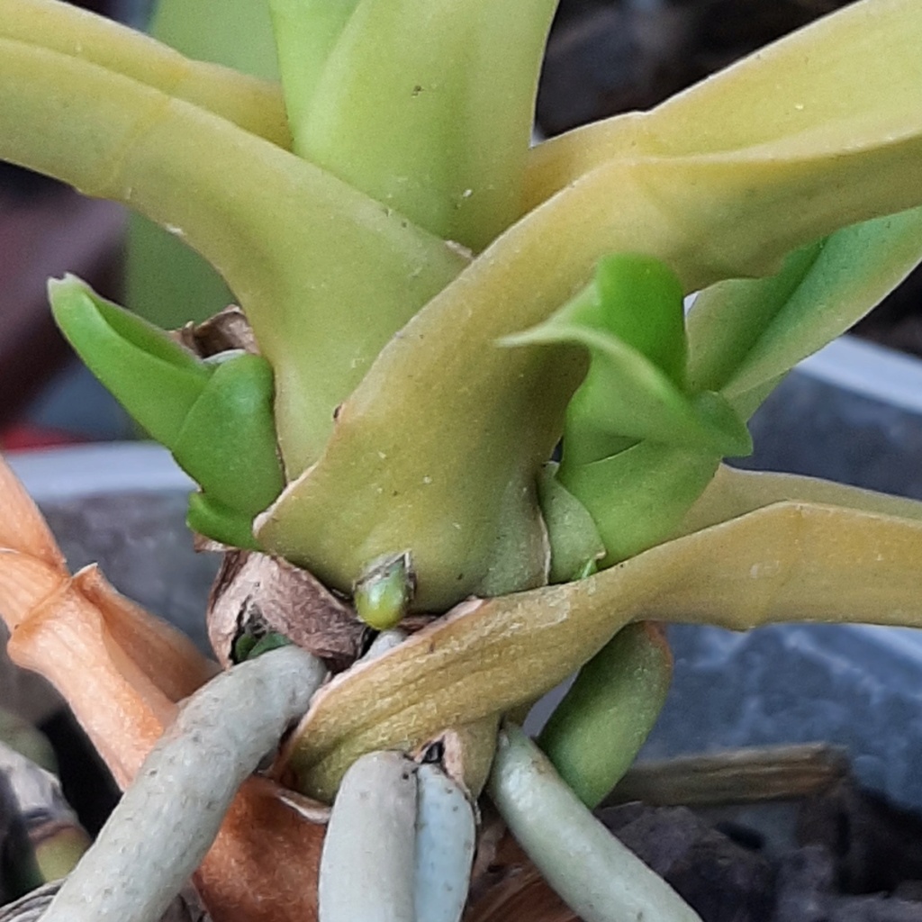 Phalaenopsis cornu cervi 20220616