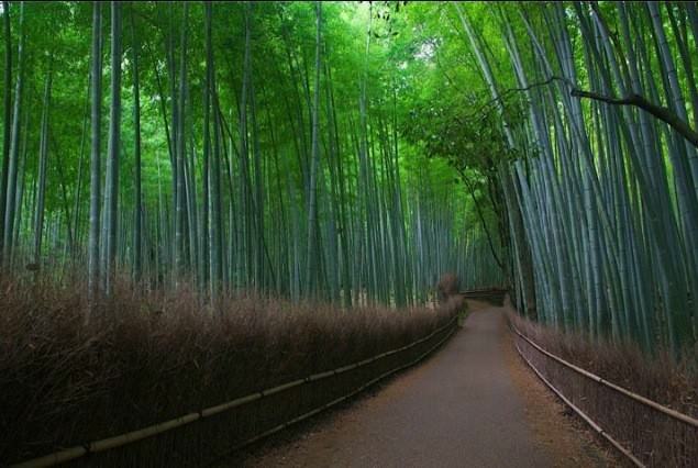 Tập Thơ Phùng Quân (2) - PHÙ-TANG MỘT CHUYẾN TRỞ VỀ  Bamboo10