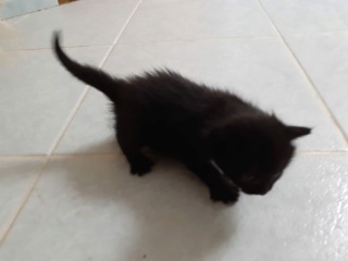 Portée 4 chatons Df657410