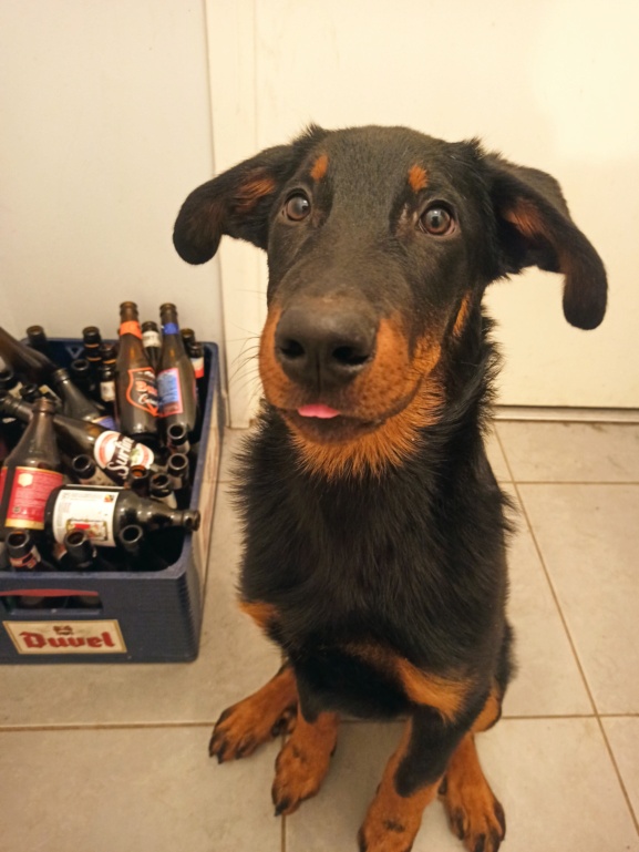 URGENT - Isso, Mâle beauceron LOF, 3 ans - à placer avant Noël  - Page 6 Img_2015