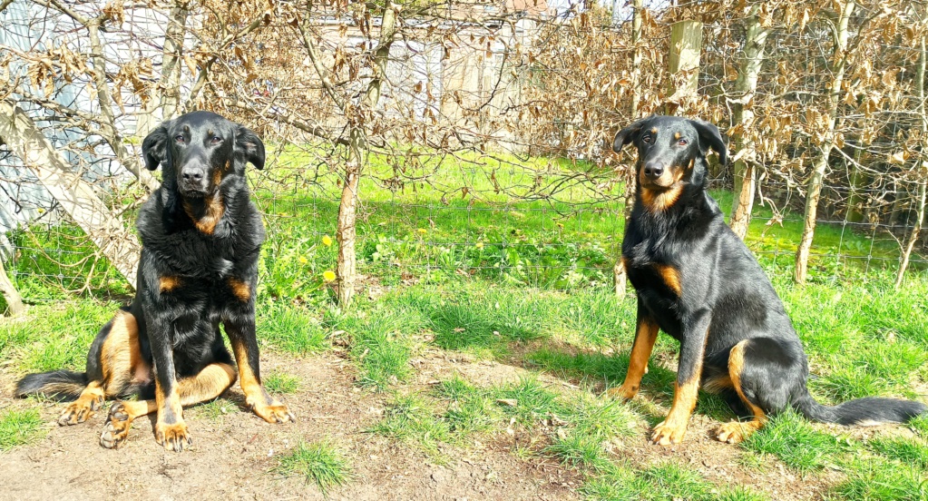 URGENT - Isso, Mâle beauceron LOF, 3 ans - à placer avant Noël  - Page 6 Img_2017