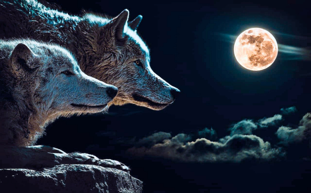 Poetry of the Wolf. Wolf10