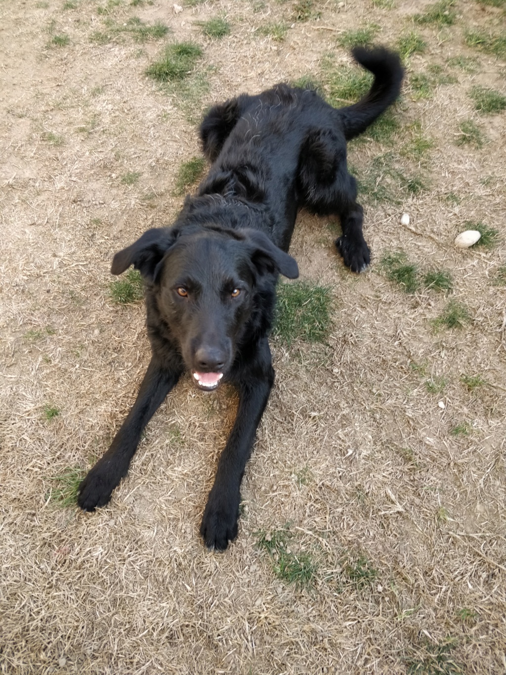 TAO croise beauceron - border né en 2022. En pension car sa maîtresse ne peut plus le garder  Img_2014