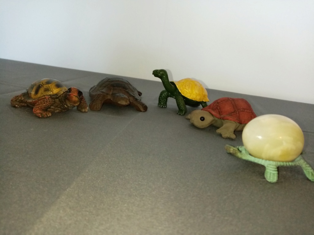 Ma collection Tortue12