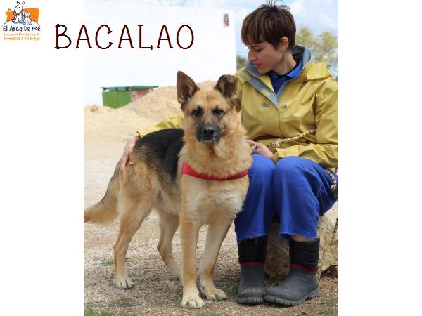 BACALAO (sole) P1808133