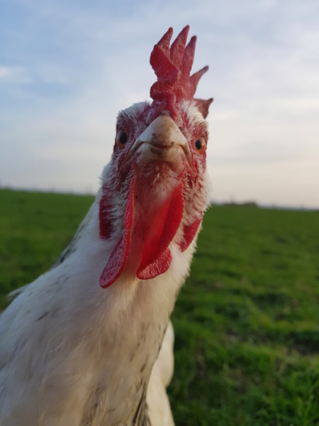 Blanche, une poule unique... 20180412