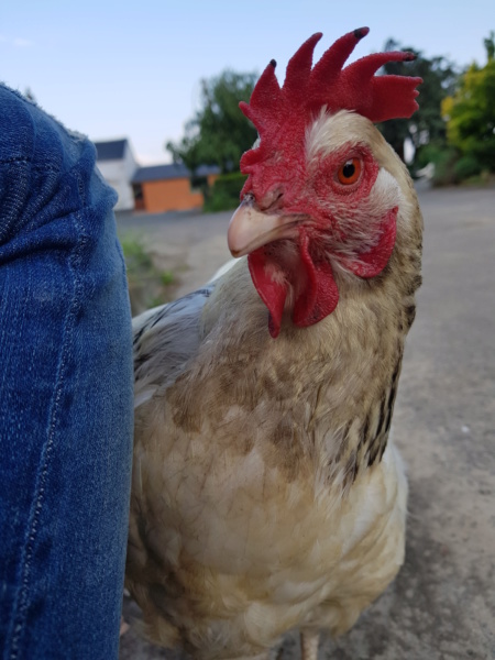 Blanche, une poule unique... 20180518