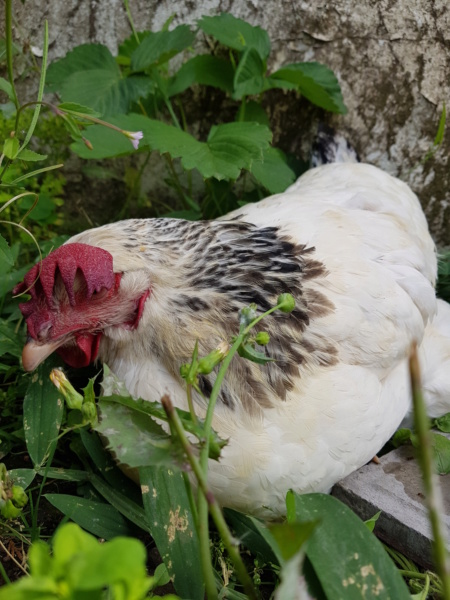 Blanche n est pas bien  - Page 8 20180863