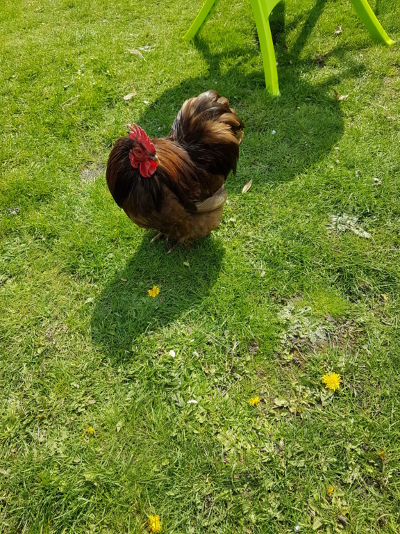 Poussins pékin 2 mois 20190440