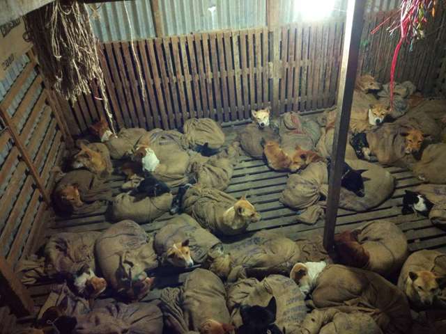 Destinés à être tués, des dizaines de chiens empaquetés dans une pièce ont été sauvés  110
